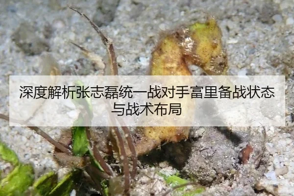 深度解析张志磊统一战对手富里备战状态与战术布局