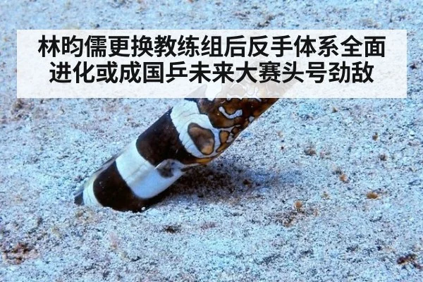 林昀儒更换教练组后反手体系全面进化或成国乒未来大赛头号劲敌